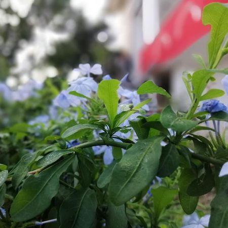 B&B Sa Scraria Meana Sardo Dış mekan fotoğraf
